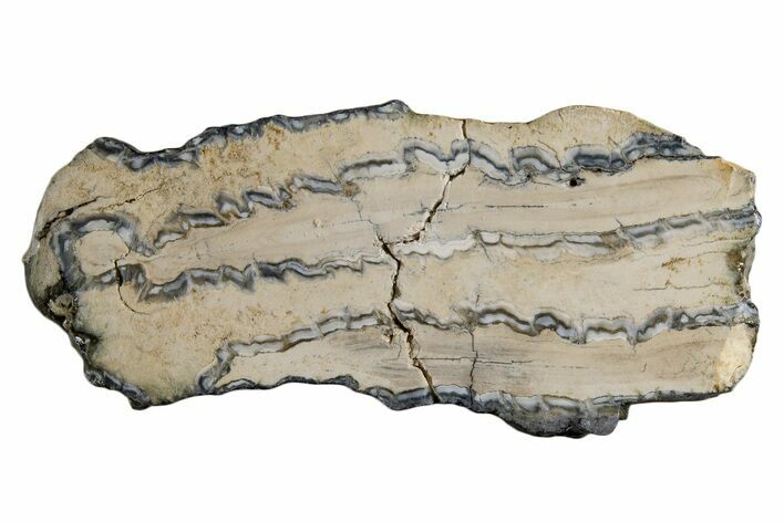 Mammoth Molar Slice With Case - South Carolina #335125